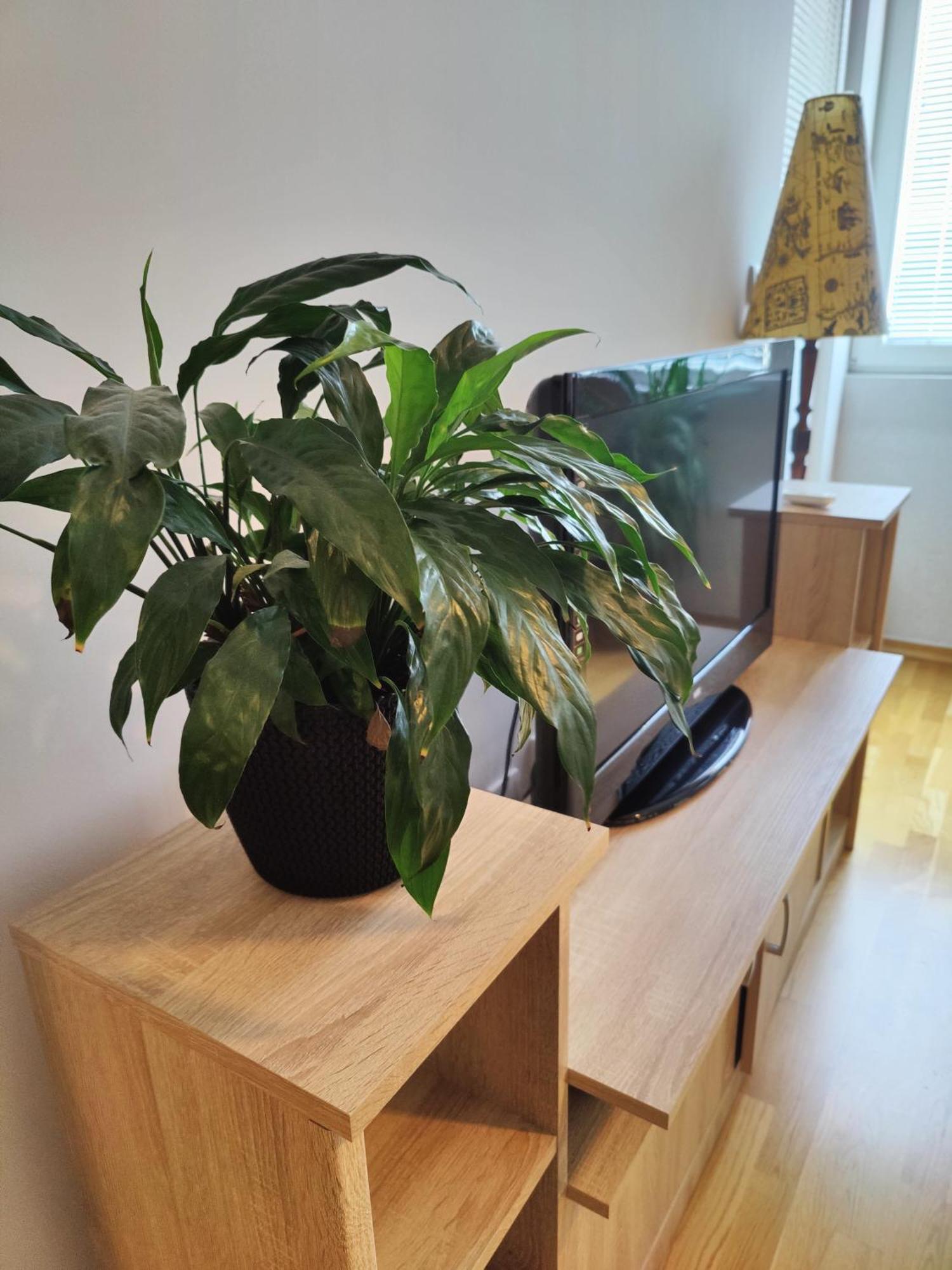 Apartman Aleksic Nisz Zewnętrze zdjęcie