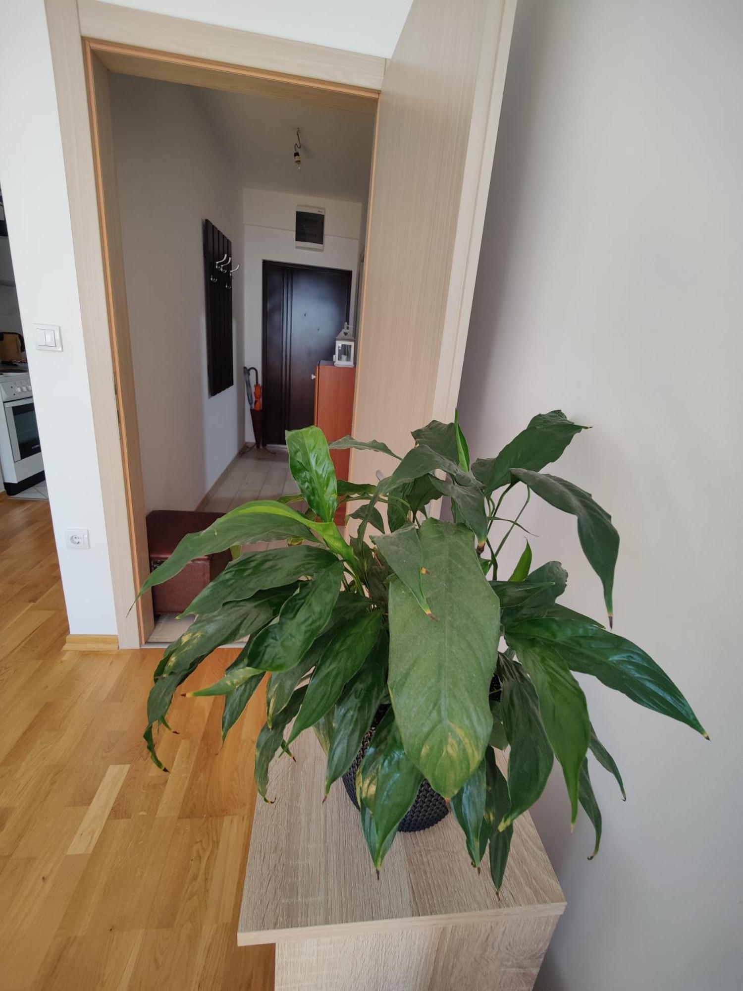 Apartman Aleksic Nisz Zewnętrze zdjęcie