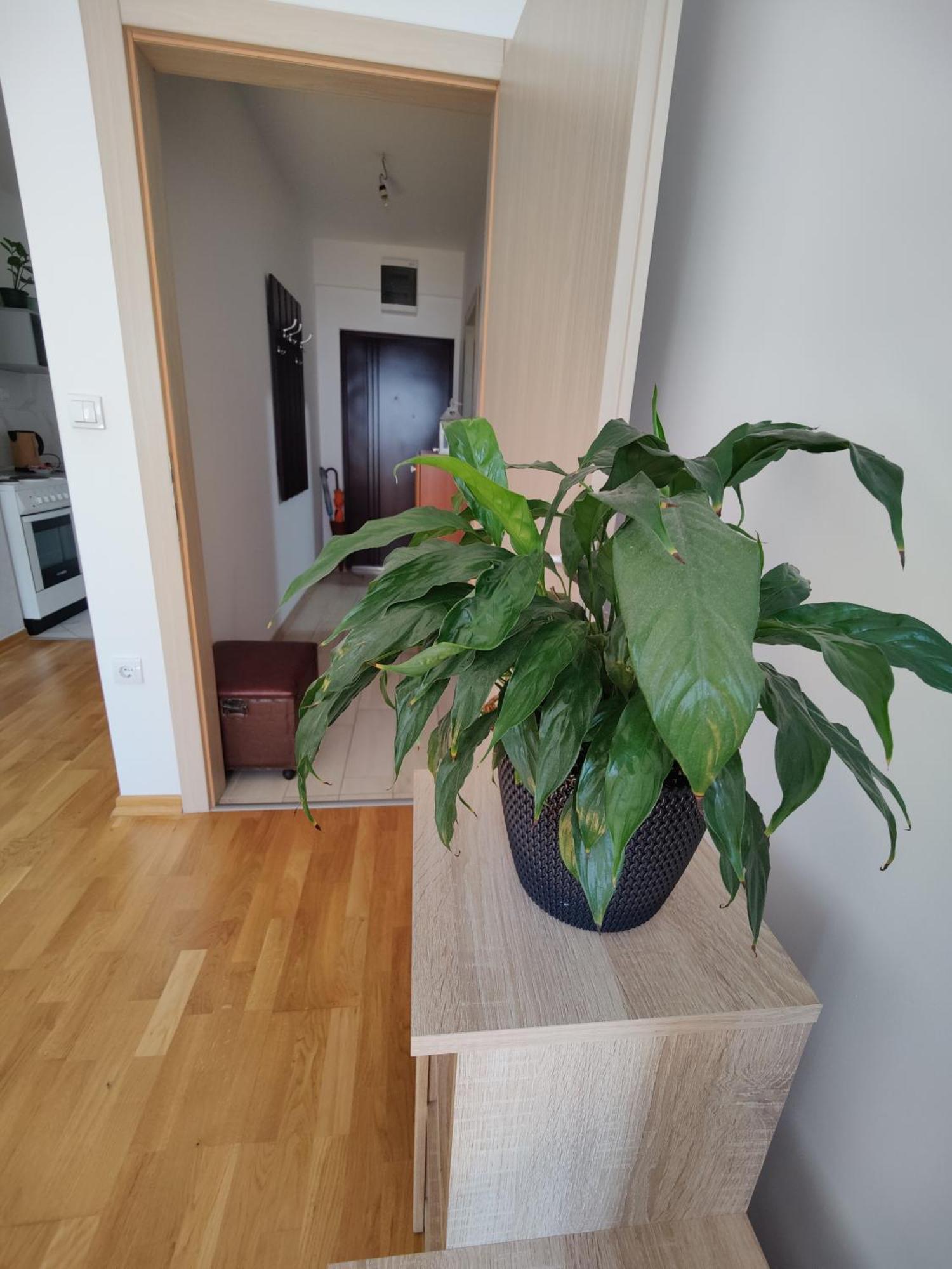 Apartman Aleksic Nisz Zewnętrze zdjęcie